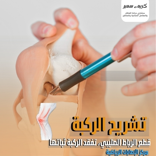تشريح الركبة يوضح الرباط الصليبي الأمامي